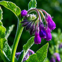 Allantoin
