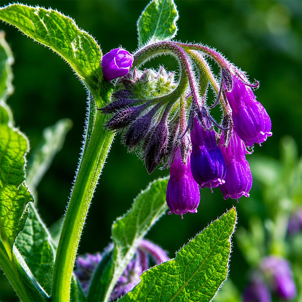 Allantoin